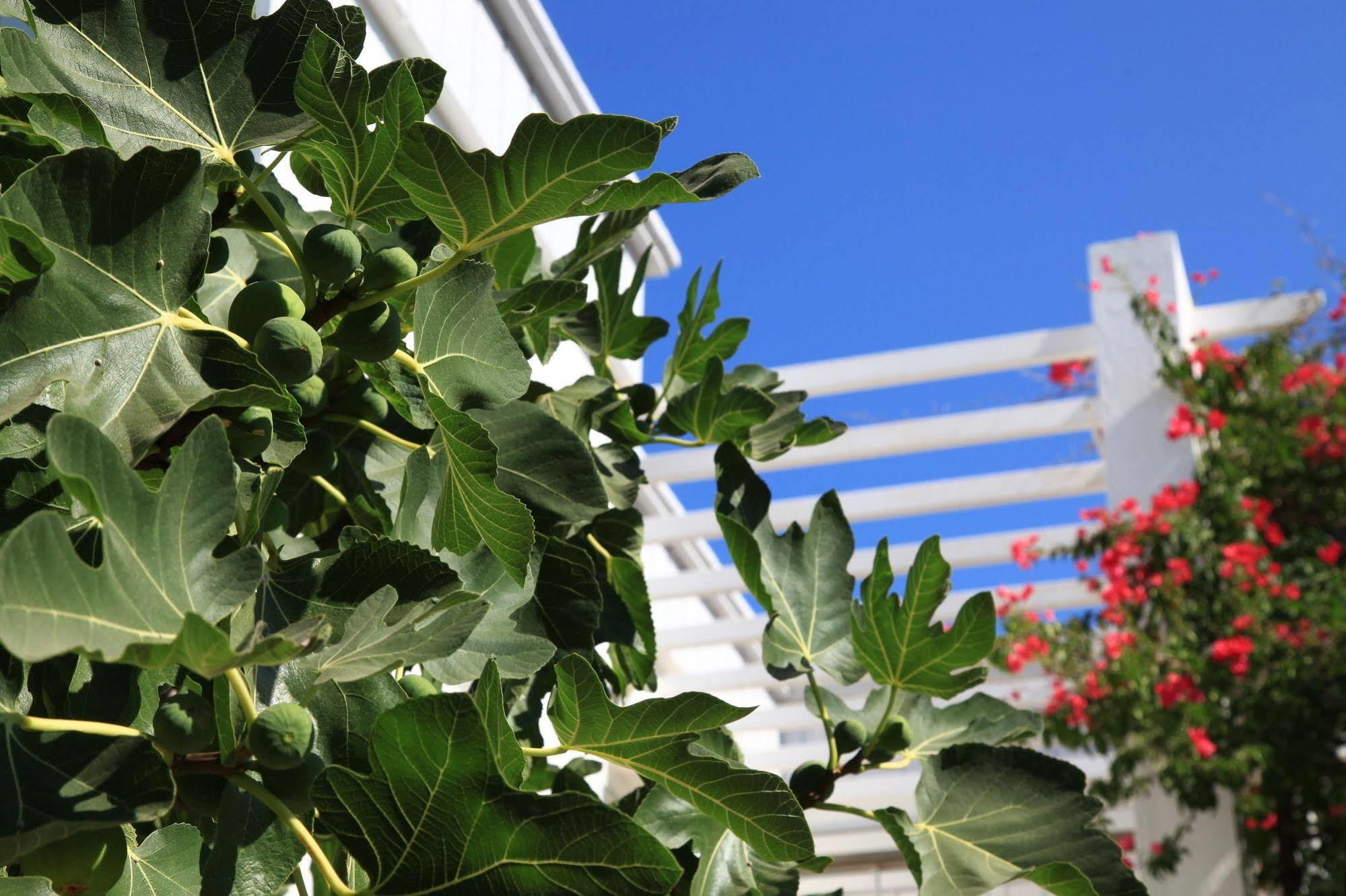 Muskebi Apart Otel Ortakent Exterior photo